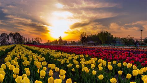 Tulip Festival 